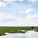 BWA NW Chobe 2016DEC04 River 078 : 2016, 2016 - African Adventures, Africa, Botswana, Chobe River, Date, December, Month, Northwest, Places, Southern, Trips, Year